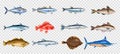 Sea Fish Transparent Set