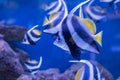 Sea fish under water in aquarium with coral reef