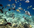 Sea fish underwater