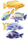 Sea fish watercolor isolated on white background. Marine life painting. Watercolor nautical set colorful tropical fish Royalty Free Stock Photo