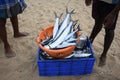 Sea fishes in the plastic cage