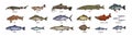 Sea Fishes Set Drawn In Vintage Style. Marine And Freshwater Species. Retro Drawings Of Salmon, Tuna, Trout, Cod, Pike