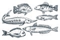 Sea fishes set, isolated on white background. Hand drawn sketch vector illustration. Seafood market food design elements