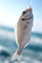 Sea fishing Royalty Free Stock Photo