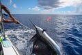 Sea fishing in the Seychelles, black marlin off the hook