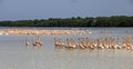 Sea Of Flamingoes