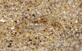 Sea flea on the sea sand