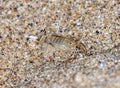 Sea flea on the sea sand