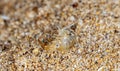 Sea flea on the sea sand