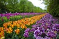 Sea of Flowerbeds in Keukenhof Gardens