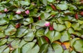 lake with water lilies in summer, lake full of water flowers, a lake full of beautiful plants and roses, water, lake