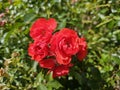 A sea of flowers made of beautiful red bright roses (pink) Royalty Free Stock Photo