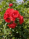 A sea of flowers made of beautiful red bright roses (pink) Royalty Free Stock Photo