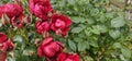 A sea of flowers made of beautiful red bright roses (pink) Royalty Free Stock Photo