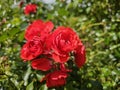 A sea of flowers made of beautiful red bright roses (pink) Royalty Free Stock Photo