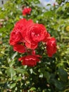 A sea of flowers made of beautiful red bright roses (pink) Royalty Free Stock Photo