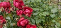 A sea of flowers made of beautiful red bright roses (pink) Royalty Free Stock Photo