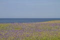 Sea of flowers in the nature reserve Morups Tange Royalty Free Stock Photo