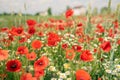 Sea of flowers of red poppies, in between white yellow flowers of odorless chamomile. The photo radiates positive energy and is