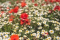 Sea of flowers of white and yellow flowers of odorless chamomile, in between red poppies. The photo radiates positive energy and Royalty Free Stock Photo