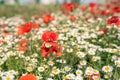 Sea of flowers of white and yellow flowers of odorless chamomile, in between red poppies. The photo radiates positive energy and Royalty Free Stock Photo