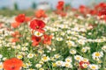 Sea of flowers of white and yellow flowers of odorless chamomile, in between red poppies. The photo radiates positive energy and Royalty Free Stock Photo