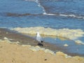 Sea Foam also known as Spume