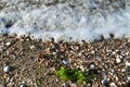 Sea foam from crashing waves on the sand with crushed mussel shells and pebbles and green algae.