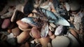 Sea foam on mussel shells. Royalty Free Stock Photo