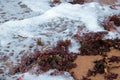 SEA FOAM WASHING OVER SEAWEED ON THE BEACH Royalty Free Stock Photo