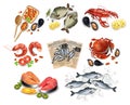 Sea food set collection Vector realistic. Salmon steak, Crabs, fish, shrimps and caviars