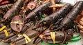 Sea fresh lobsters lying on ice for sale at the Boqueria market Royalty Free Stock Photo