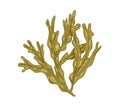 Sea Fucus or rockweed. Underwater edible seaweed with bladders on leaves. Undersea vesicular alga. Botanical drawing Royalty Free Stock Photo