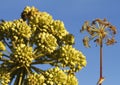 Sea Garden Angelica, Angelica archangelica litoralis, in Gotland Island, Sweden