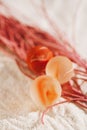 Sea glass marbles with red corall  on white sand beach Royalty Free Stock Photo