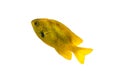 Sea goldie anthias. Single small yellow fish isolated on white background.