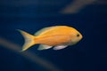 Sea goldie (Pseudanthias squamipinnis), also known as the lyretail anthias.