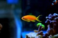 Lyretail Anthias Coralfish - Pseudanthias squamipinnis Royalty Free Stock Photo