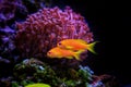 Lyretail Anthias Coralfish - Pseudanthias squamipinnis Royalty Free Stock Photo