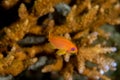 Sea Goldie, Pseudanthias squamipinnis Royalty Free Stock Photo