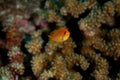 Sea Goldie, Pseudanthias squamipinnis Royalty Free Stock Photo