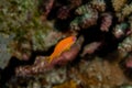 Sea Goldie, Pseudanthias squamipinnis Royalty Free Stock Photo