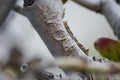 Sea Grape Bark Closeup