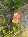 View of Sea Grape and Beach Grasses, Cape Canaveral, Florida