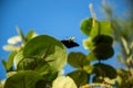 Sea grape plant leaves with perched black butterfly