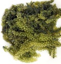 Sea grape seaweed, uni budou. japanese seaweed Royalty Free Stock Photo