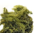 Sea grape seaweed, uni budou. japanese seaweed Royalty Free Stock Photo