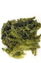 Sea grape seaweed, uni budou. japanese seaweed Royalty Free Stock Photo