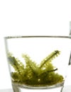 Sea grape seaweed, uni budou. japanese seaweed Royalty Free Stock Photo