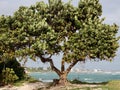 Sea Grape Tree on Tropical Beach Royalty Free Stock Photo